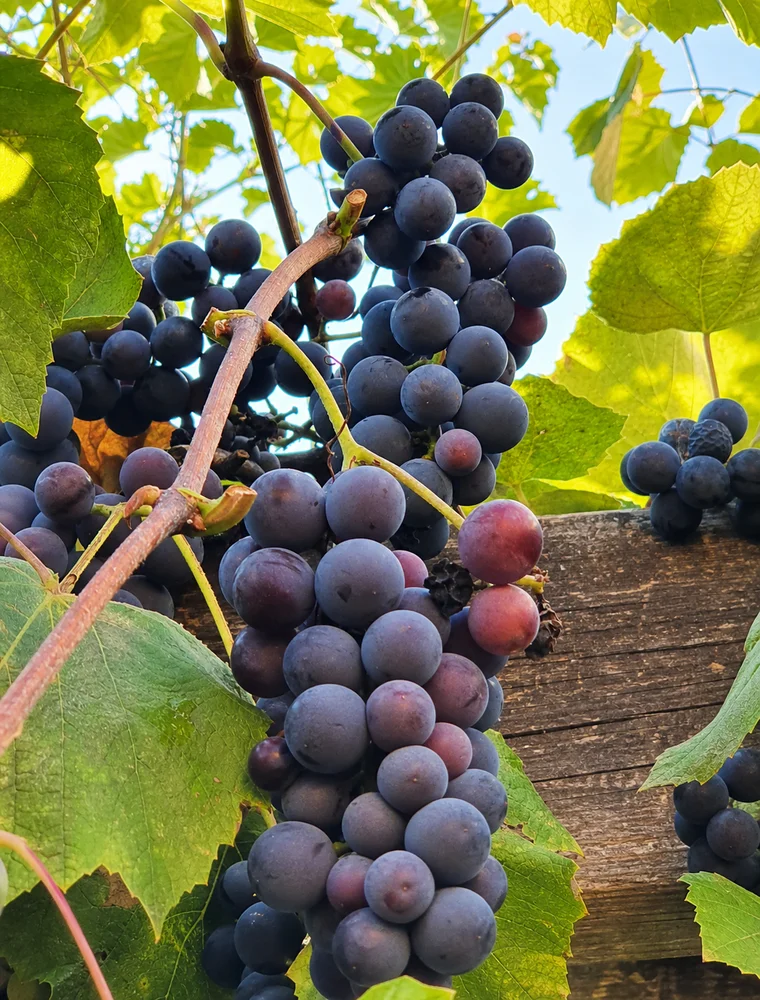 Weintrauben