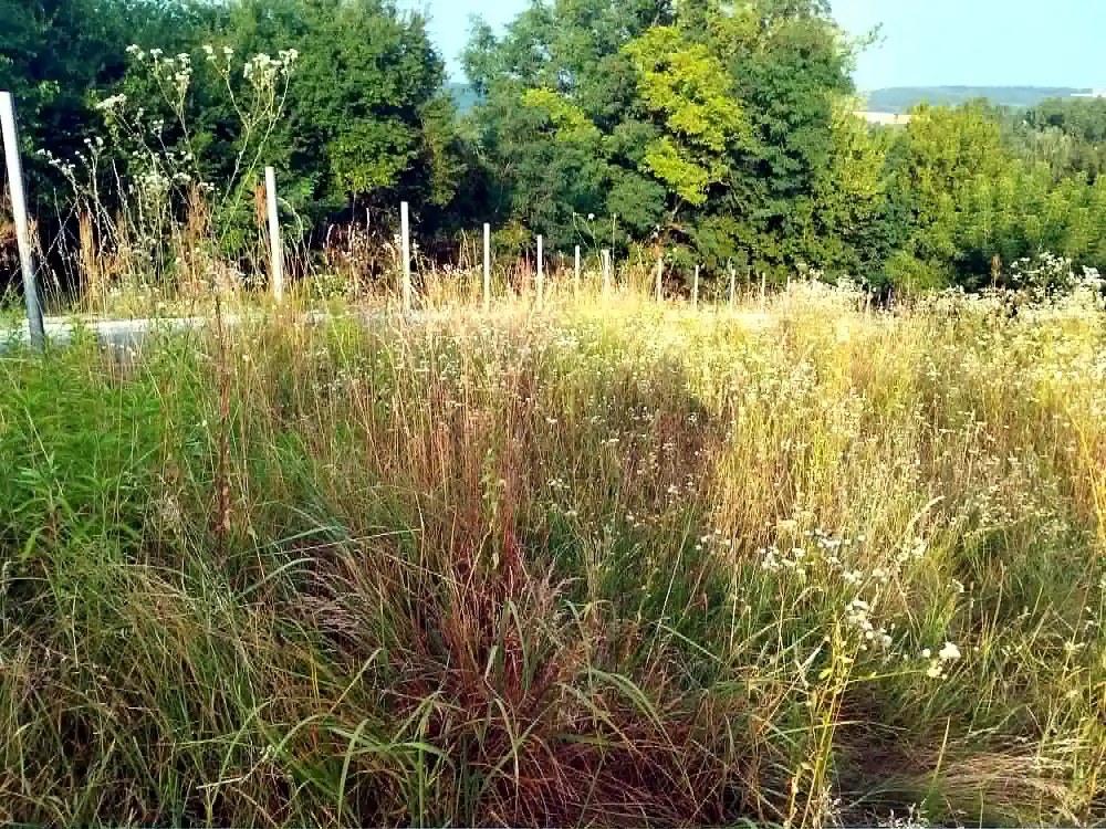 Naturbelassene Wiese mit Blick in die Landschaft Kehidakustány