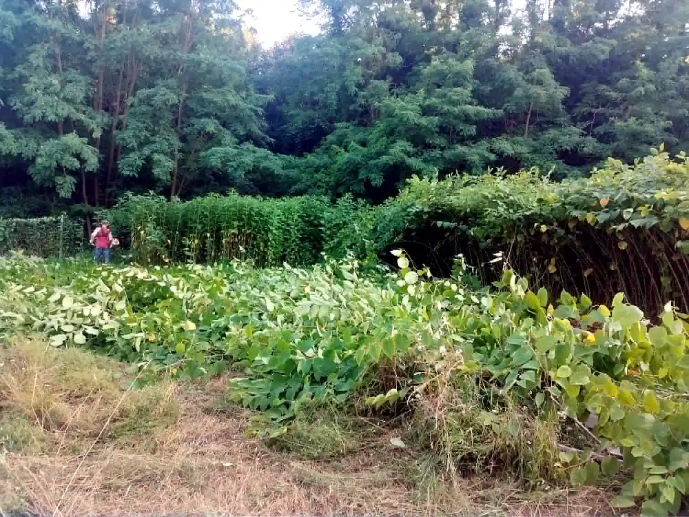 Üppige Vegetation und Baumbestand auf dem Grundstück Kehidakustány